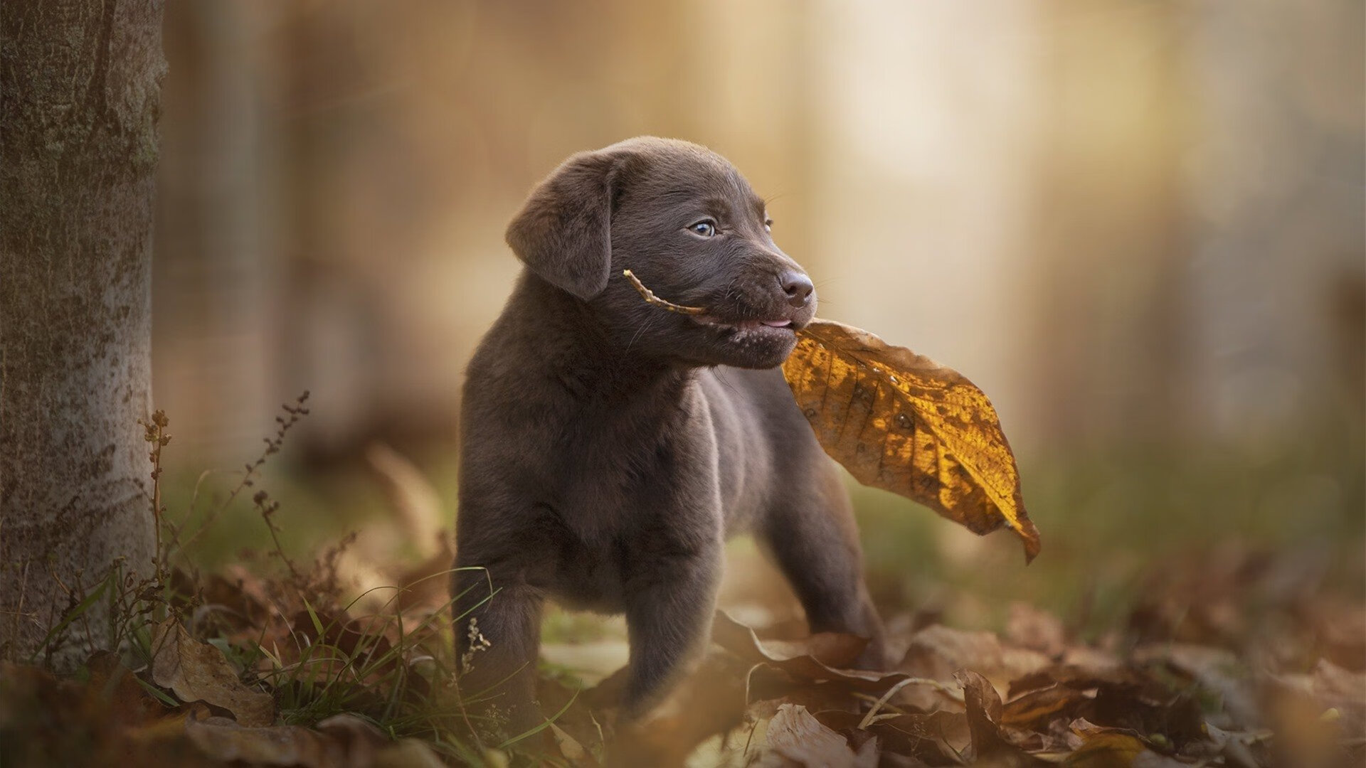 开云中国-凯尔特人球馆装配“音频回顾站”，回听关键瞬间讲解，凯尔特人主场在哪里