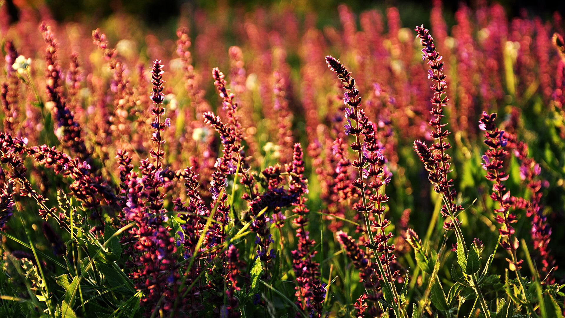 kaiyun官方入口登录-意甲高效率射门，精彩进球和守门神扑救成为焦点，意甲射门榜